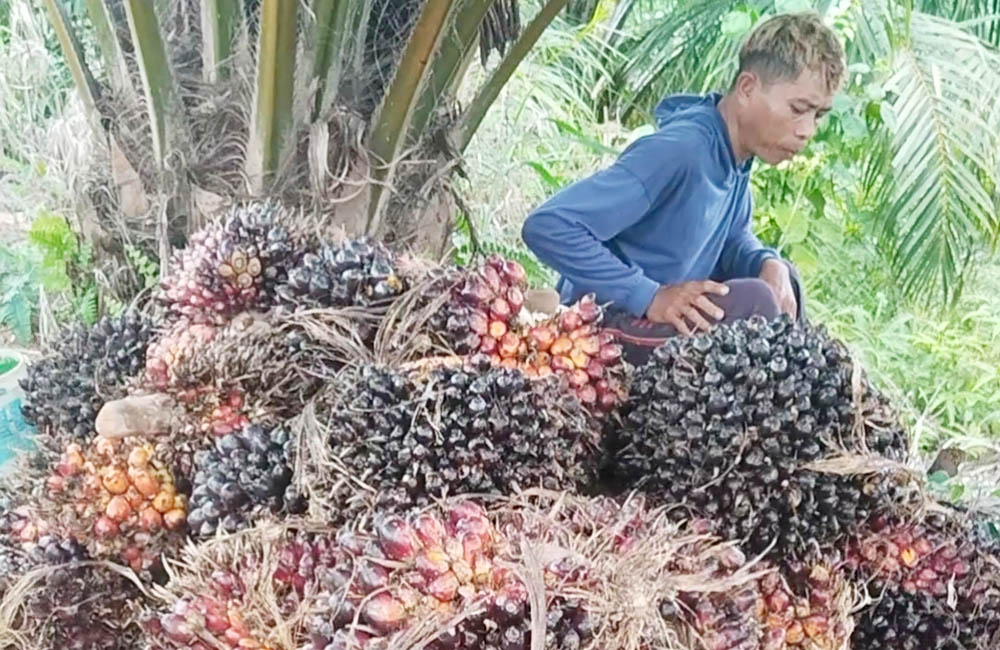 Harga TBS Sawit di Mukomuko Masih Bertahan di Rp2.950 per Kilogram