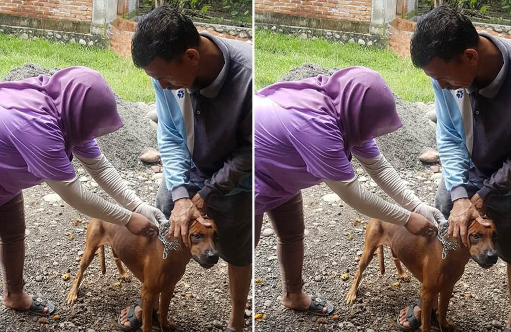 Hewan Peliharaan Jadi Perhatian, Distan Mukomuko Gencarkan Pencegahan Rabies