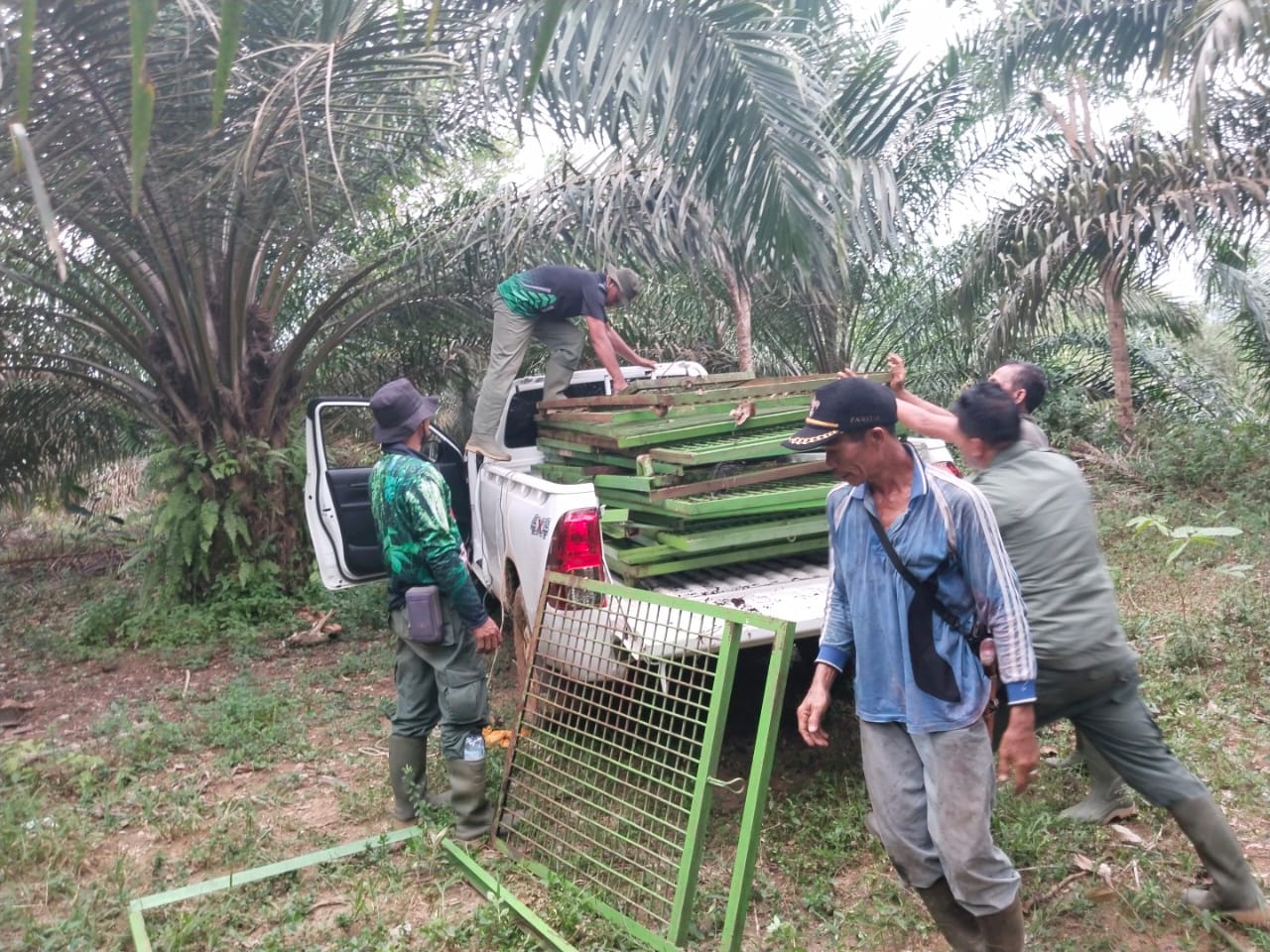 BKSDA Bengkulu Tarik Seluruh Perangkap Harimau di Kecamatan Napal Putih dan Pinang Raya