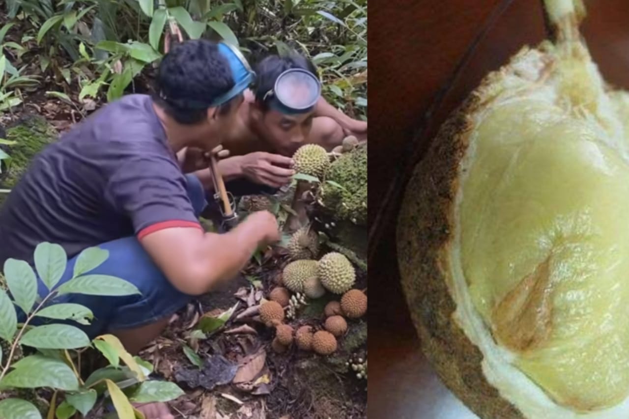 Langka di Dunia, Tumbuh Subur di Indonesia salah satunya Durian Gundul