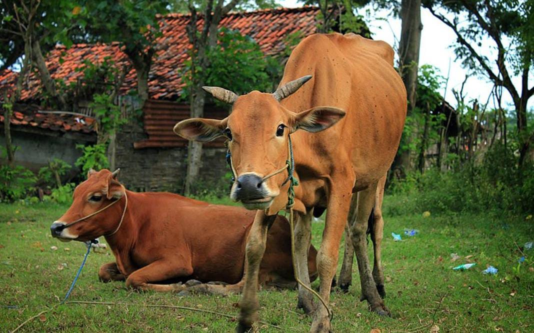 Tempo Semalam Tiga Ekor Sapi Milik Warga Dusun Raja Raib