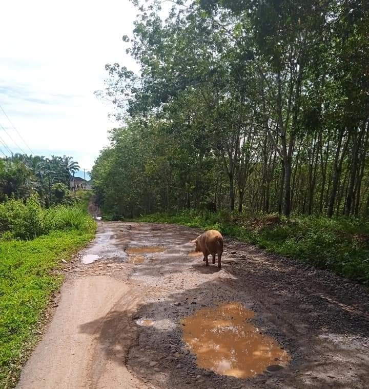 Janji Pemprov Bengkulu Rehab Jalan dari Bukit Indah-Dusun Raja Tak Kunjung Terealisasi, Begini Respon Kades