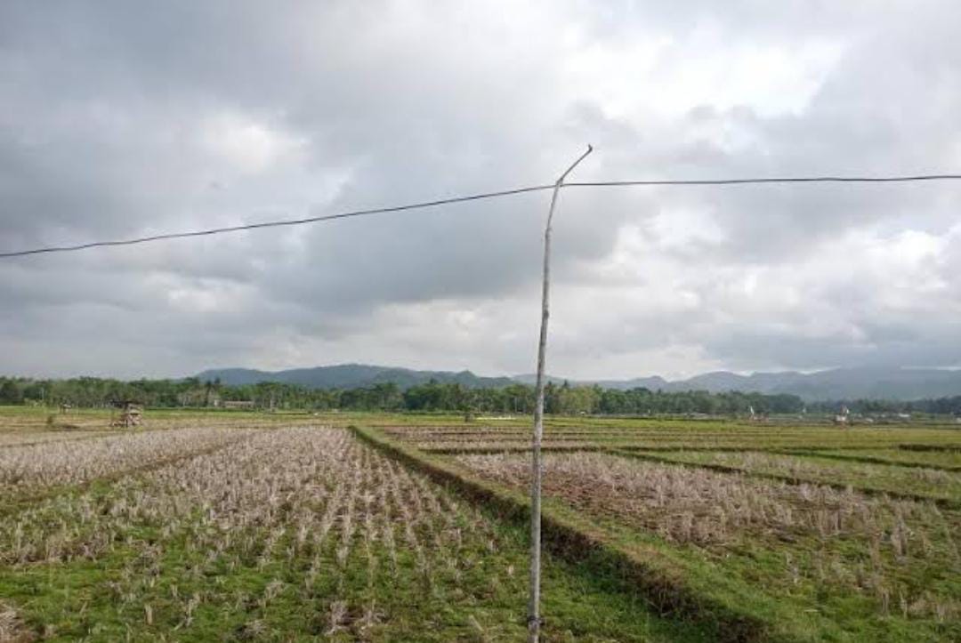 Ini Daftar Daerah yang Akan Alami Puncak Kemarau Diatas Normal dan Dibawah Normal pada Juli dan Agustus