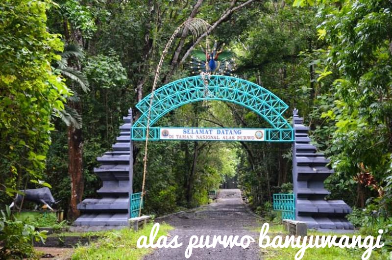 Alas Purwo Banyuwangi, Hutan Paling Tua dan Dikenal Sebagai Kerajaan Alam Gaib di Indonesia