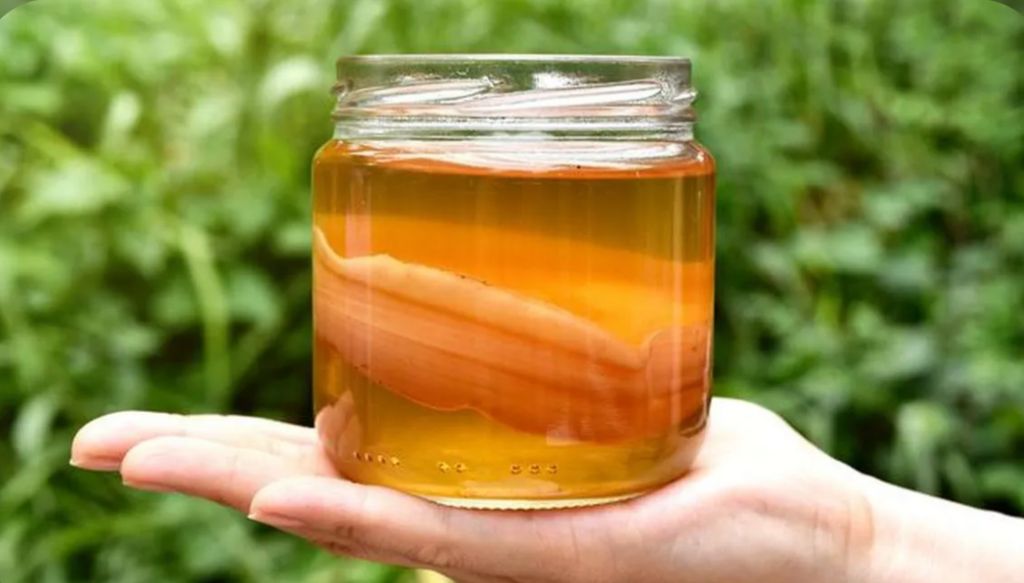 Mengenal Kombucha, Minuman Probiotik yang Lagi Naik Daun