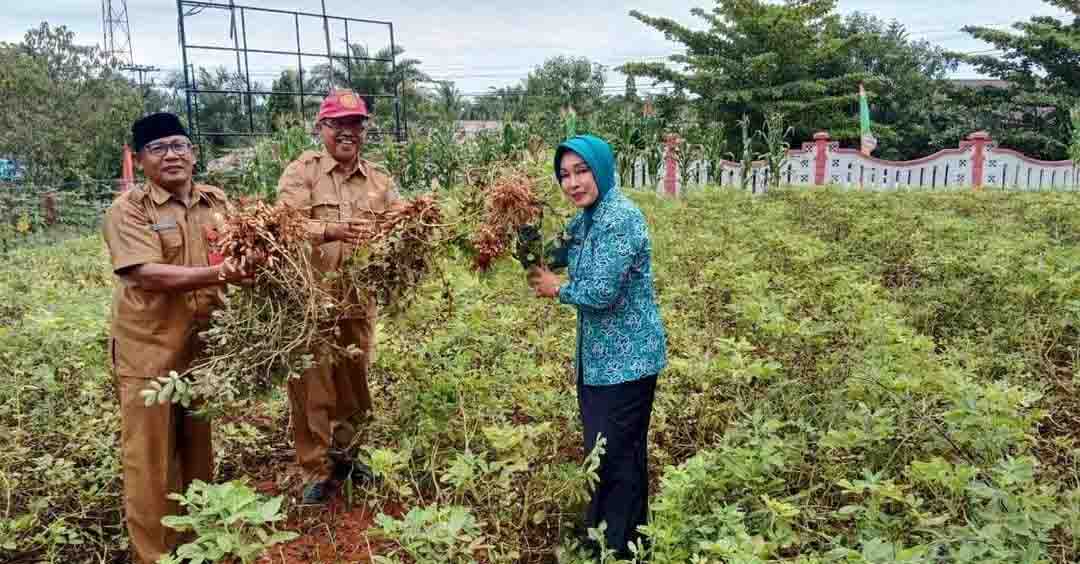 Ajak Manfaatkan Pekarangan, Ketua TP-PKK BU Panen Bersama di Kebun Percontohan