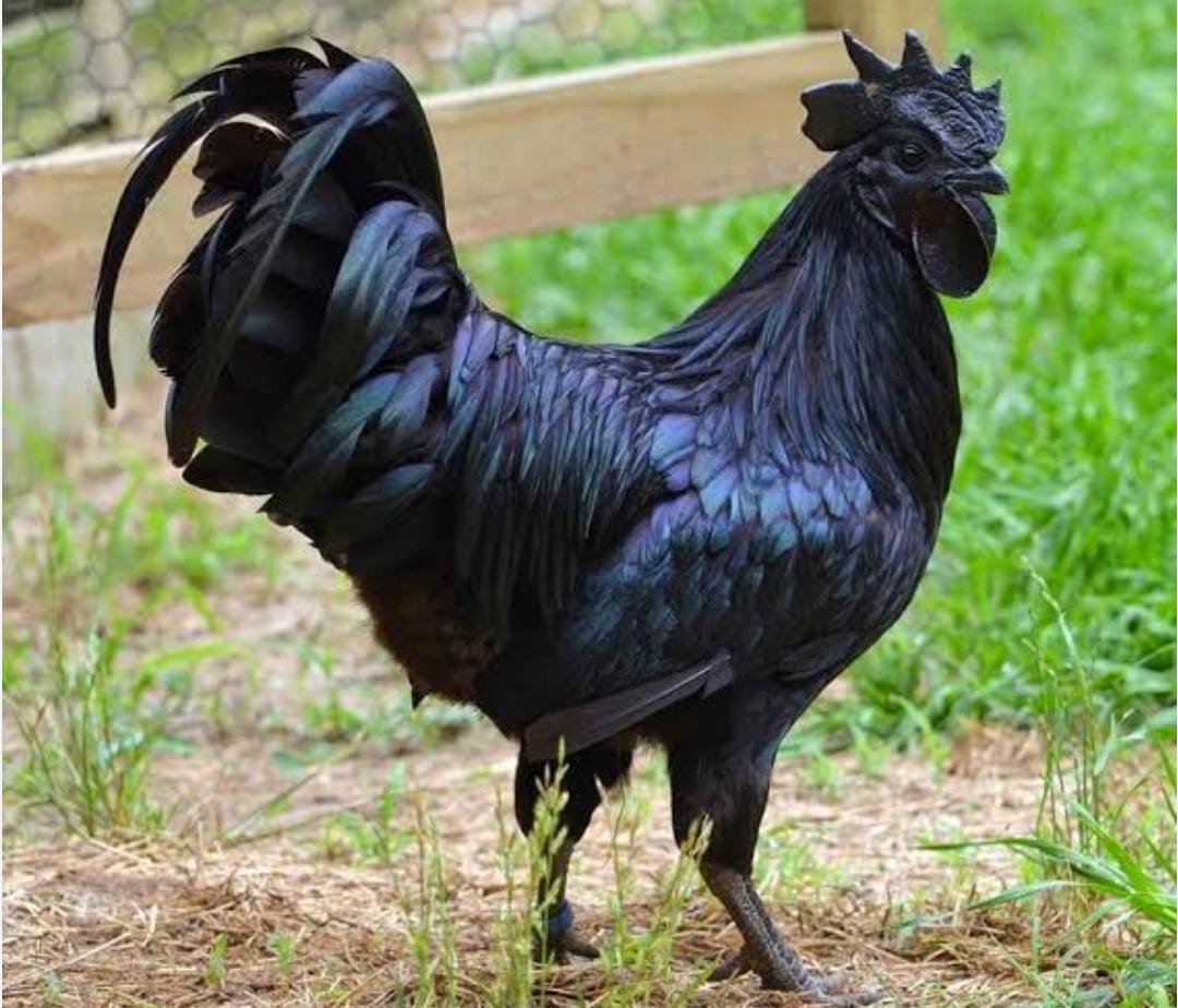 Kenapa Ayam Cemani Selalu Dikaitkan dengan Hal Mistis hingga Santet? Ternyata Begini Faktanya