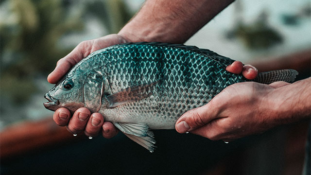 Selain Enak, Ternyata Ini Kandungan Gizi yang Ada di Ikan Nila