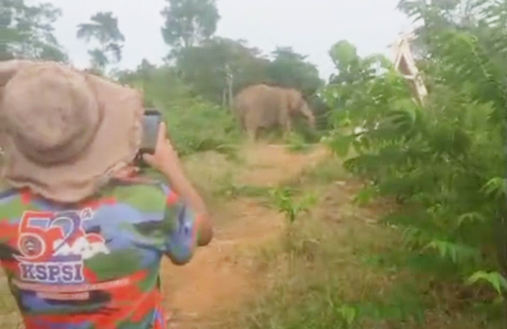 Video Masyarakat Halau Gajah Beredar, BKSDA Sebut Habitat Gajah