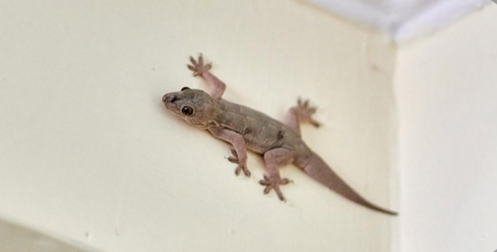 5 Bahan Dapur Pengusir Cicak, Dijamin Cicak Benci Aromanya