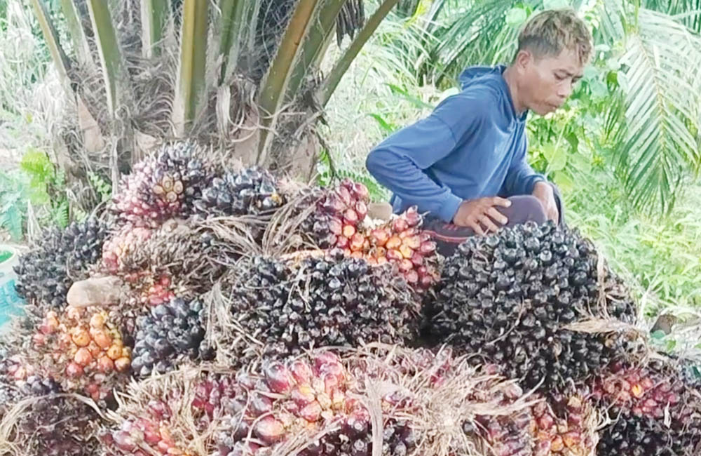 Ultimatum Wakil Gubernur Tak Digubris, Harga Sawit Masih Terpuruk