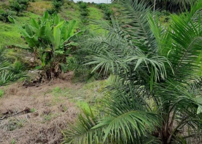 Kuota Program Replanting Kelapa Sawit Masih Tersedia, Berikut Syarat dan Aturannya