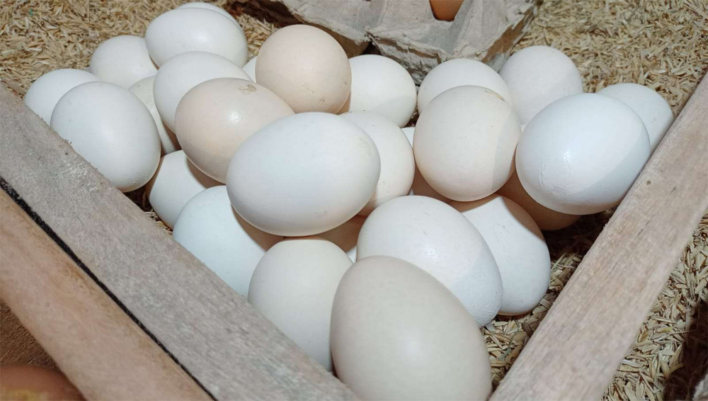 Temukan Manfaat Yang Tidak Terduga Dari Konsumsi Telur Ayam Kampung Bagi Kesehatan