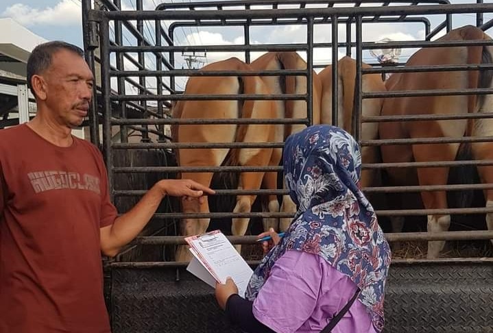 Dibobol PMK, Tiga Ternak Dinyatakan Positif