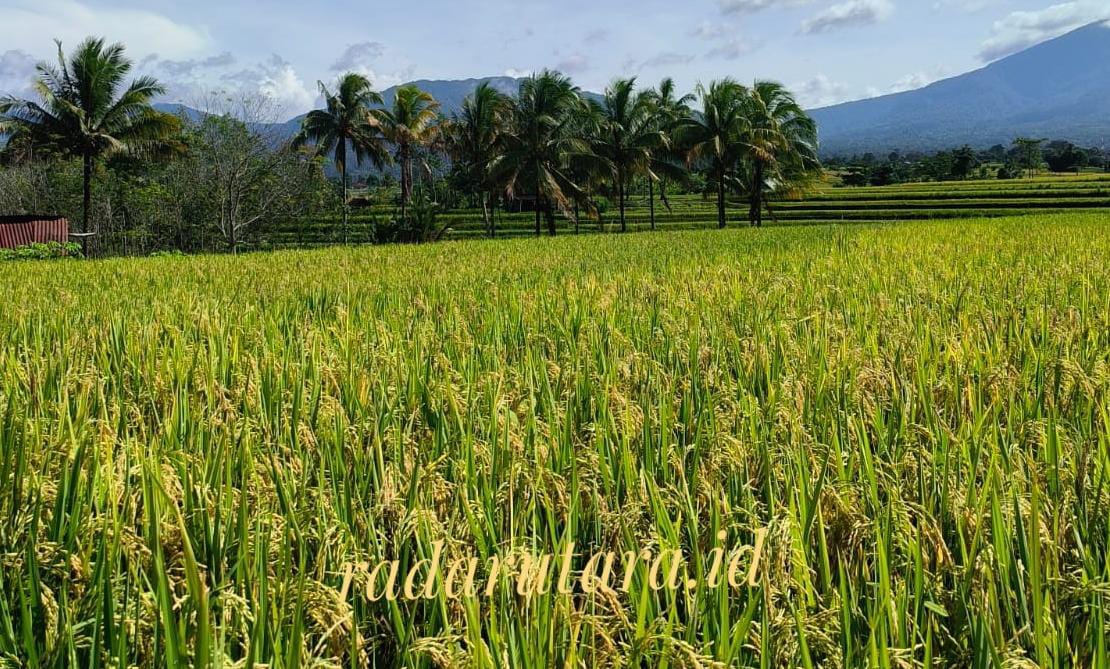 Terkait Serangan Badai El Nino, Ini Pesan Kementan untuk Para Petani di Indonesia