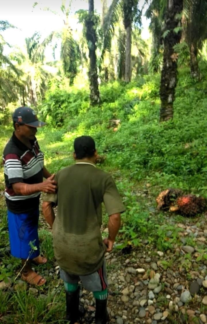 Oknum Karyawan Kepergok Panen TBS Lahan Pemda BU