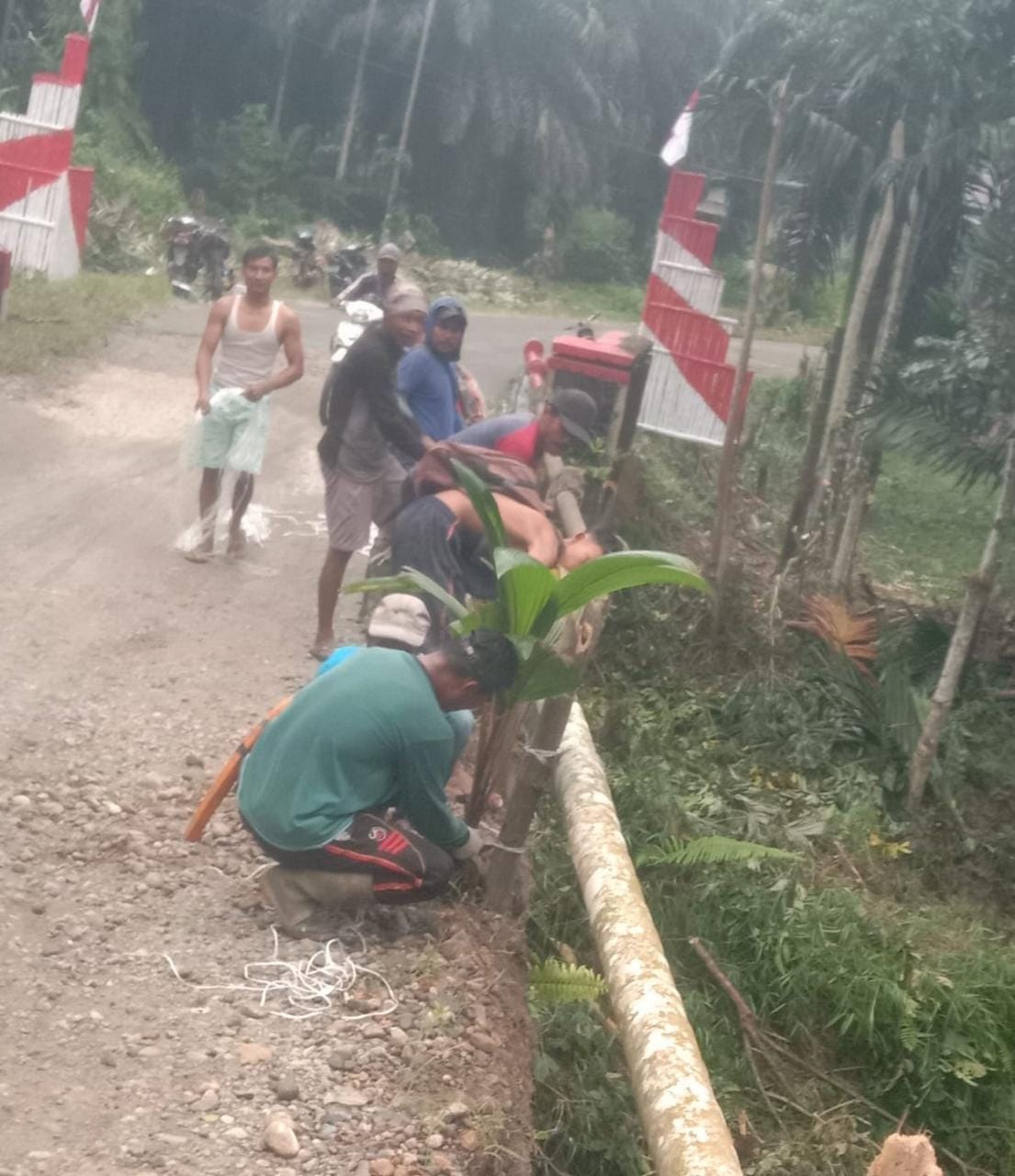 Warga Desa Karya Jaya Malah Gotong Royong Tanami Jembatan dengan Pohon Kelapa dan Pinang