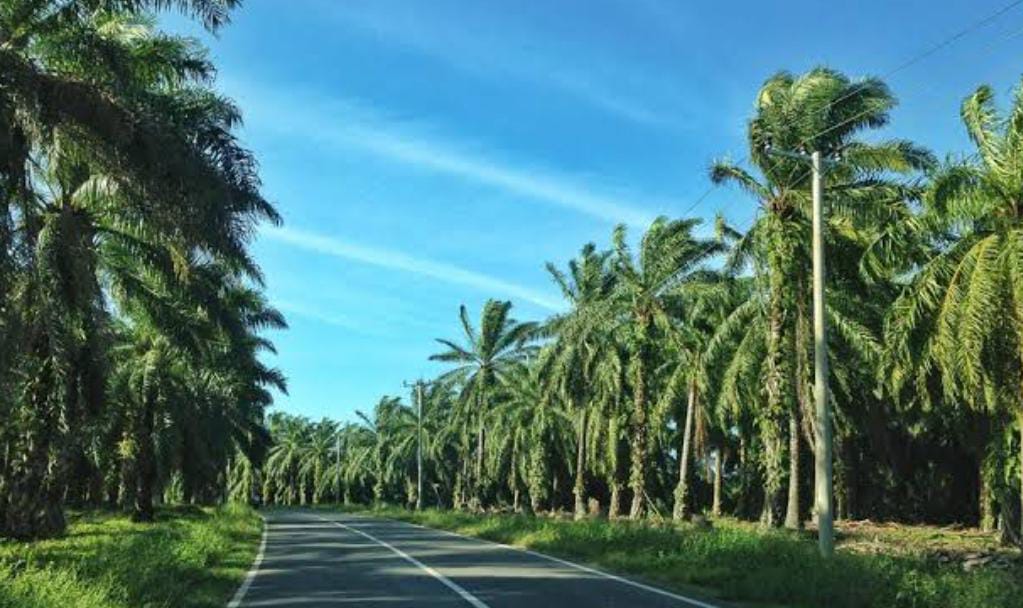 Tak Hanya Kades, Tripika Juga Absen dalam Acara Konsultasi Publik Amdal PT Agricinal, Ini Alasannya