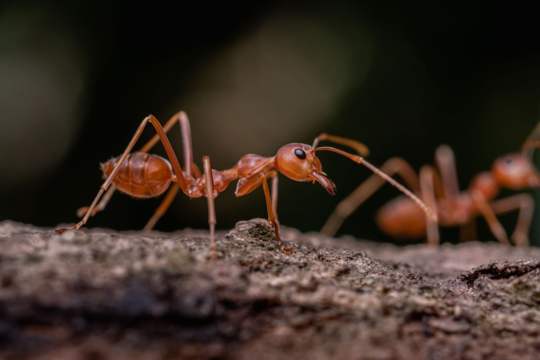 Semut Bisa Hidup Hingga 30 Tahun, Ternyata Ini Sebabnya 