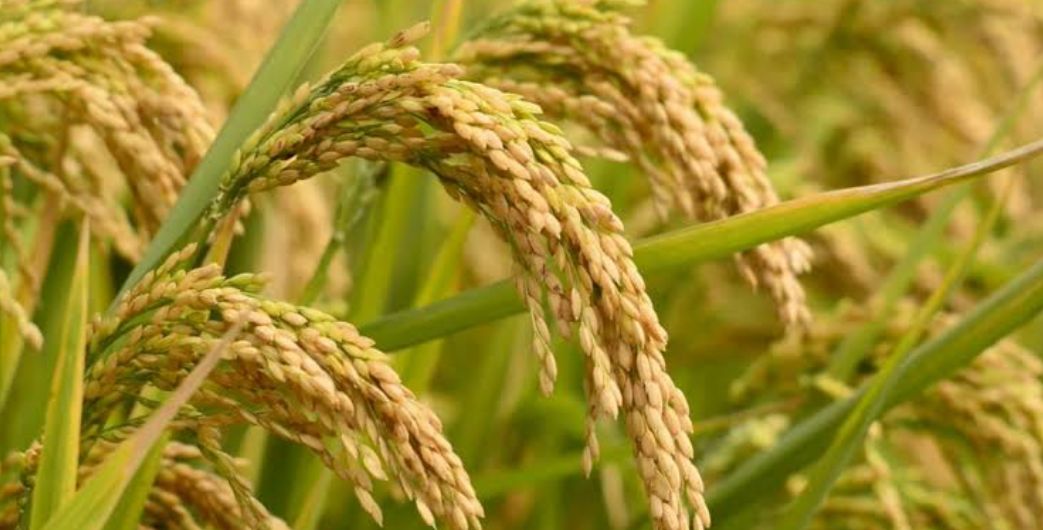 3 Cara Mudah Mengusir Hama Wereng pada Tanaman Padi 