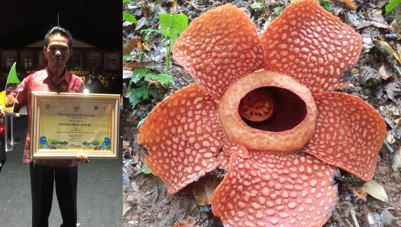 Terbaik Kedua Desa Wisata se Provinsi Bengkulu, Bunga Raflesia Berikan Kado Mekar dengan Sempurna di Kemumu