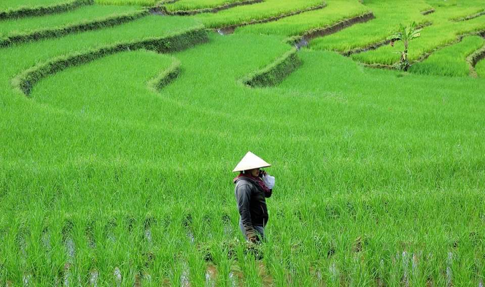 Pertanian Padi Karena di Nilai Tidak Menguntungkan, Petani Banyak Beralih ke Komoditas Lain