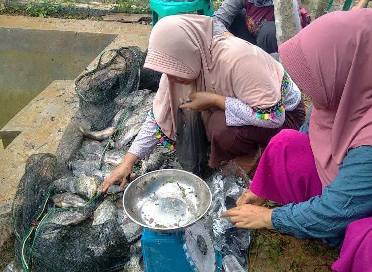 Program Ketahanan Pangan, Pemdes Suka Mulya Bagikan Ikan Gratis kepada Masyarakat
