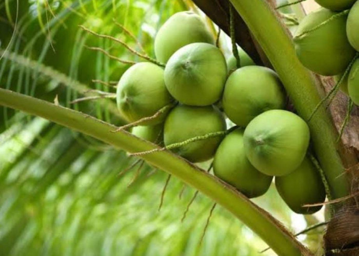 5 Minuman Alami Ini Bisa Membuat Kulit Sehat dan Glowing, Rasakan Sendiri Khasiatnya