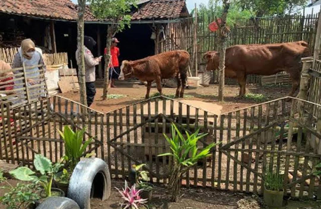 Dijuluki Kampung Sapi, Ternak di Desa Ini Terkenal Gemuk-gemuk dan Sehat, Ternyata Ini Rahasianya