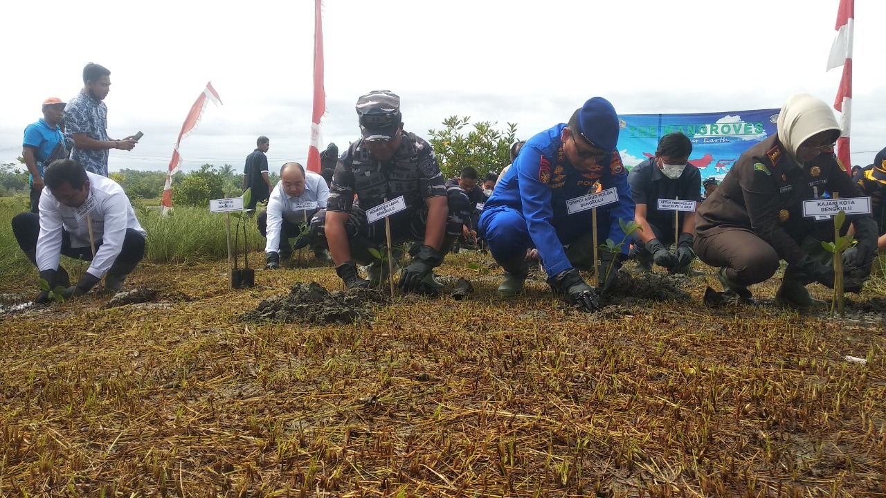 Serentak di 77 Titik, Lanal Bengkulu Tanam 6 Ribu Bibit Mangrove