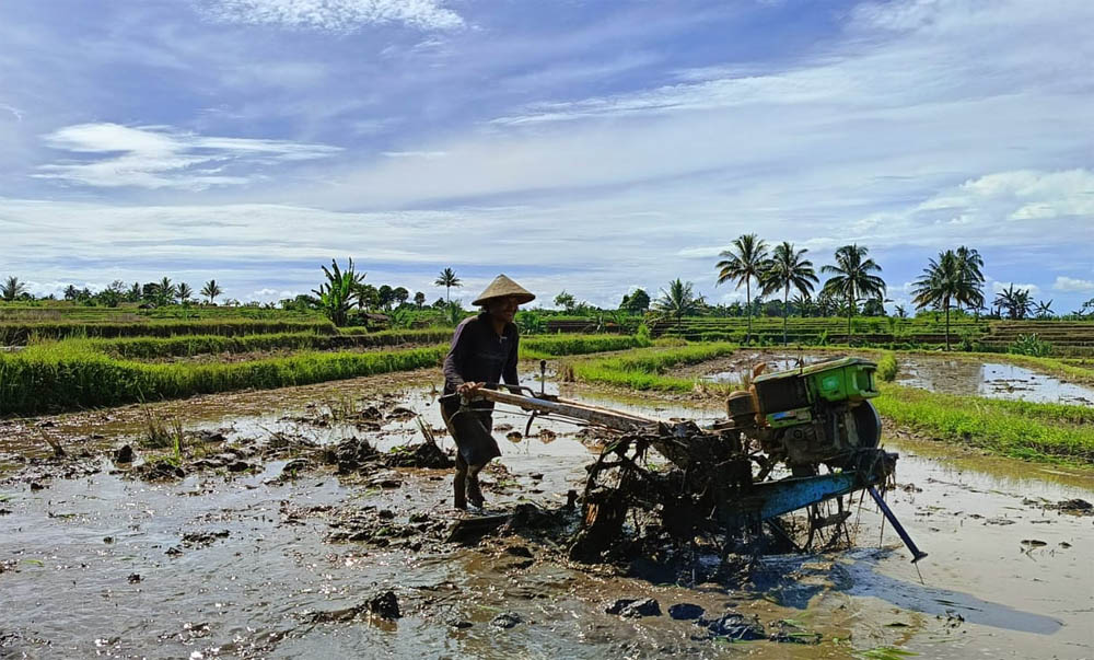 Kejar Target Swasembada Beras, Pemkab Bengkulu Utara Tanam Padi 7.400 Hektare