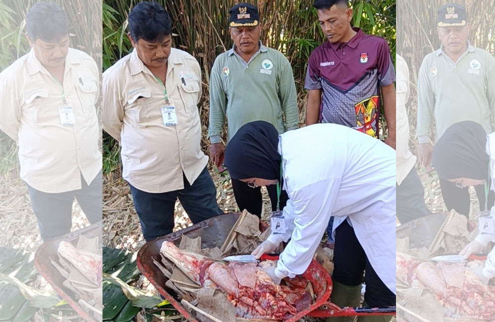 Hasil Pemeriksaan, Seluruh Daging Kurban Sehat dan Layak Dikonsumsi
