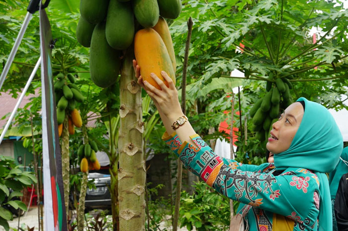 Selain Cegah Kanker dan Masker, Ini Manfaat dan Kandungan Buah Pepaya