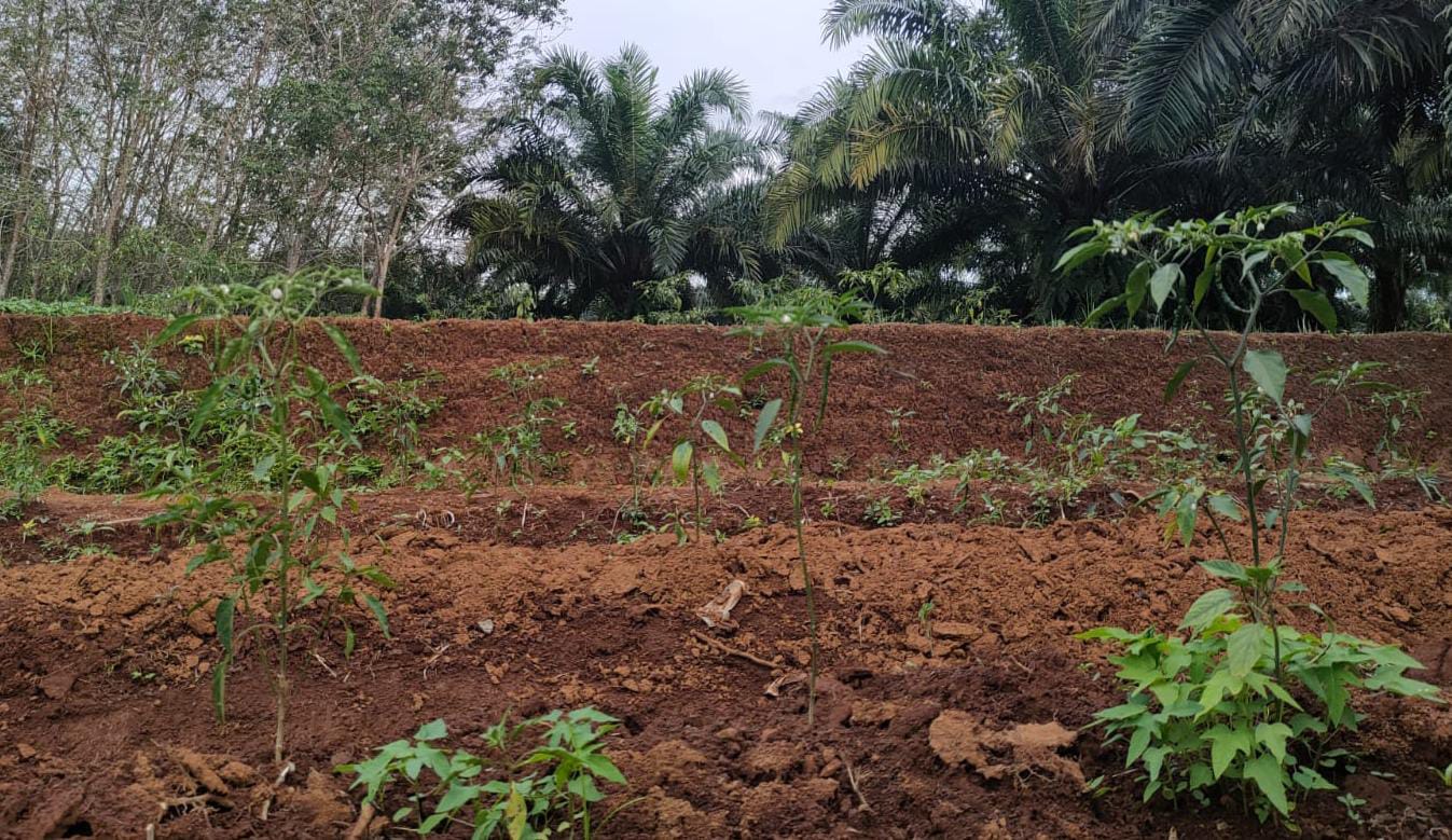 Di Bengkulu Utara, Petani Keluhkan Penyaluran Pupuk Subsidi Tidak Merata