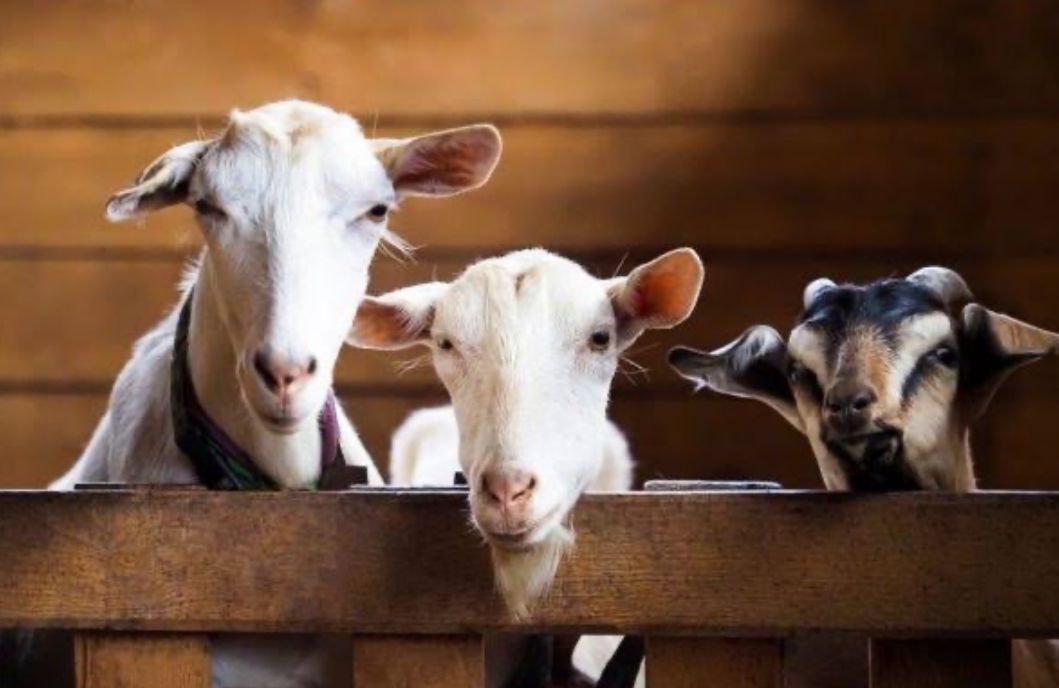 5 Tips Mengolah Daging Kurban agar Tetap Sehat dan Tidak Bau Prengus