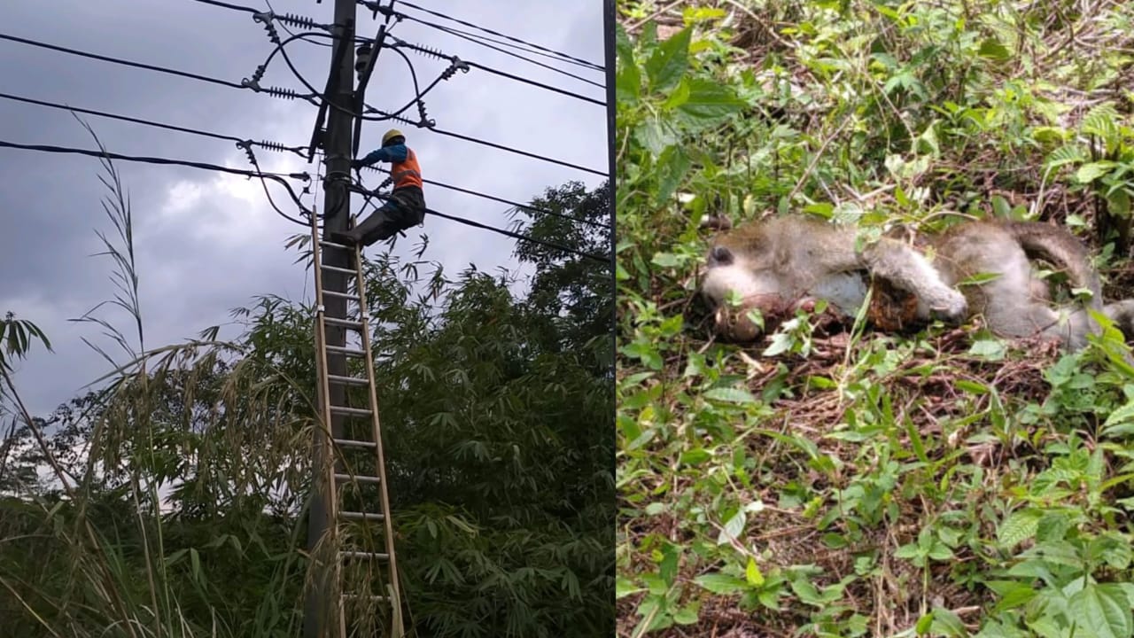 Update Gangguan Listrik Jalur Lebong, Begini Kata PLN Arga Makmur