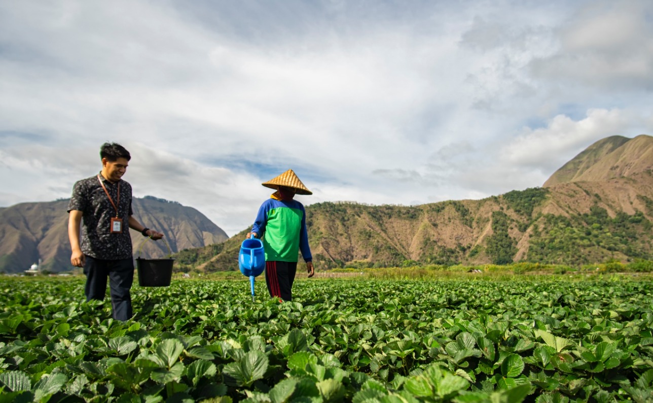 BRI Salurkan KUR Rp83,38 triliun, Pertanian Jadi Motor Utama