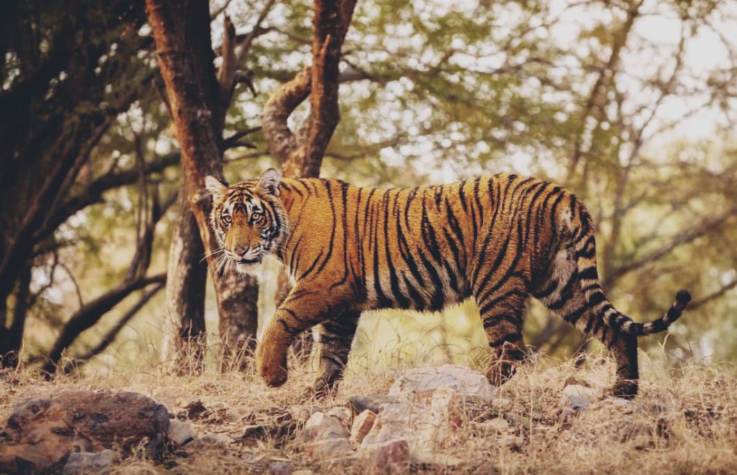 Lagi, Harimau Sumatera Gegerkan Warga Gembung Raya, Kades: Warga Selamatkan Diri ke Atas Atap Pondok