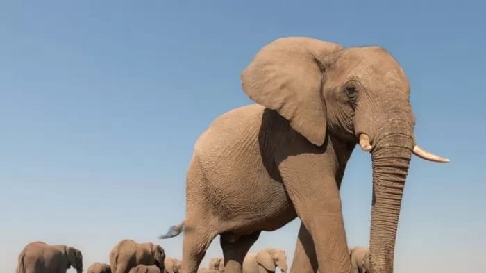 Cek Fakta! Ternyata Semut Bisa Mengalahkan Gajah, Tapi Bukan dengan Cara yang Kamu Kira