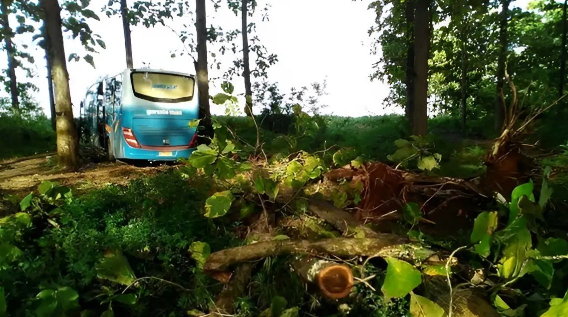 Punya Jalur Gaib, Misteri Hutan Blora Sesatkan Bus Sampai ke Tengah Hutan 