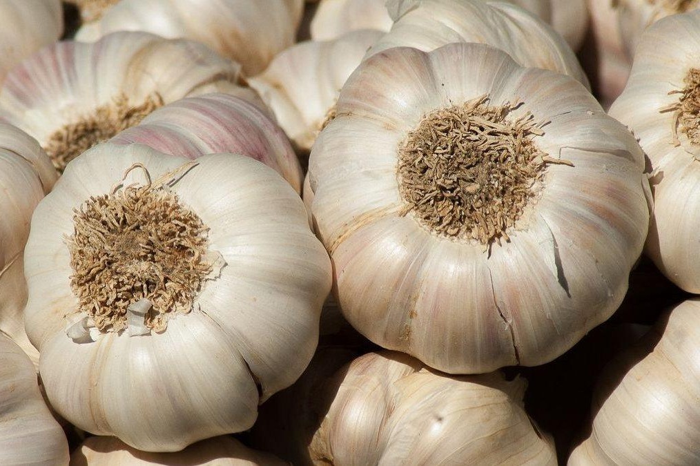 Bukan Sekedar Bumbu Dapur, Namun Bawang Putih Ternyata Memiliki Banyak Manfaat untuk Kesehatan