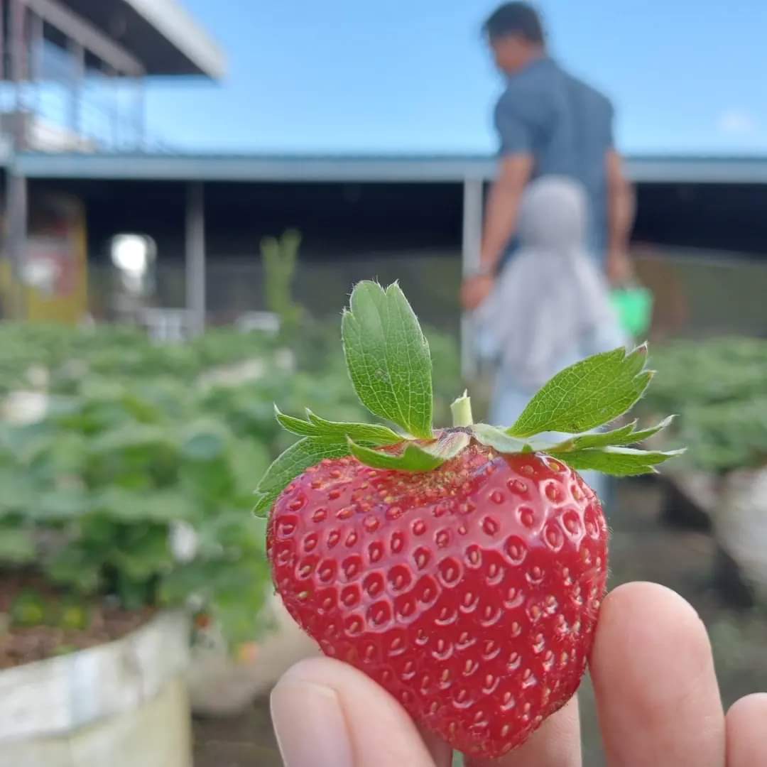 Selain Kaya Manfaat untuk Kesehatan, Ternyata Buah Strawberry Sudah Ada sejak Abad 18 di Eropa