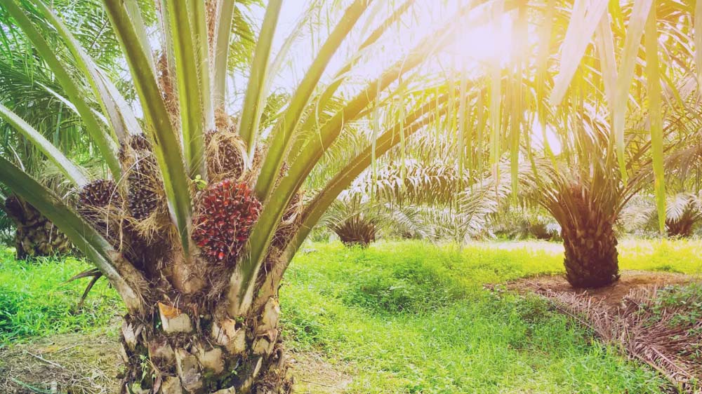 Kenapa Varietas Simalungun Jadi Pilihan Petani Sawit Bengkulu? Cek Faktanya 