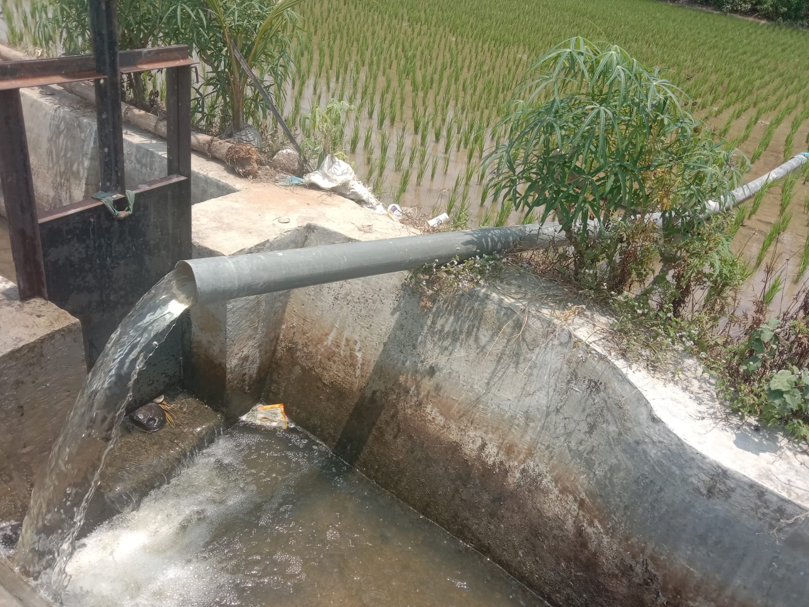 Petani di Karya Jaya Masih Andalkan Mesin Sedot untuk Cukupi Pasokan Air ke Sawah, Begini Kondisinya