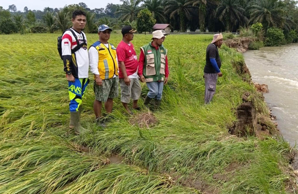 12 Hektare Padi Siap Panen di Resno Rusak Diterjang Banjir