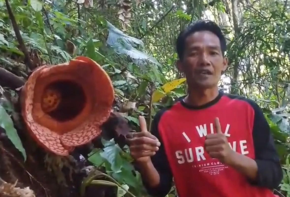 Mekar Sempurna, Hari Ini Dibuka Untuk Pengunjung Bunga Rafflesia Kemumu