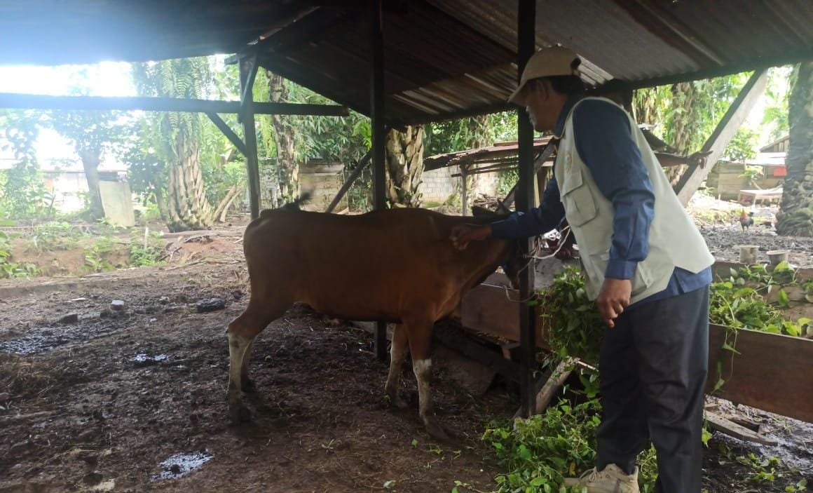 Virus Jembrana Ditularkan Lewat Gigitan Nyamuk dan Lalat, Puskeswan: Vaksinasi sedang Kita Usulkan ke Pemprov