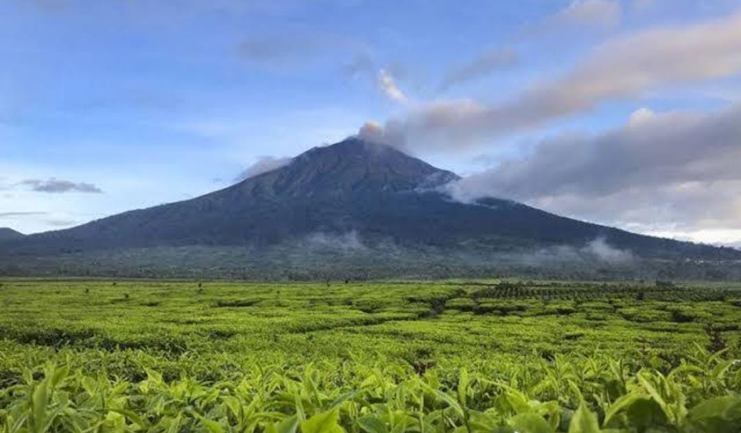 Kebun Teh Kayu Aro, Peninggalan Belanda di Gunung Kerinci 