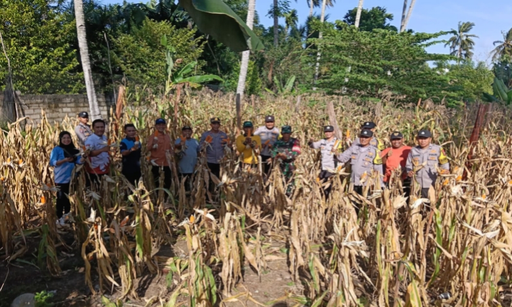Sinergi Desa Kota Bani-Polsek, Program Ketahanan Pangan Jagung Memasuki Masa Panen