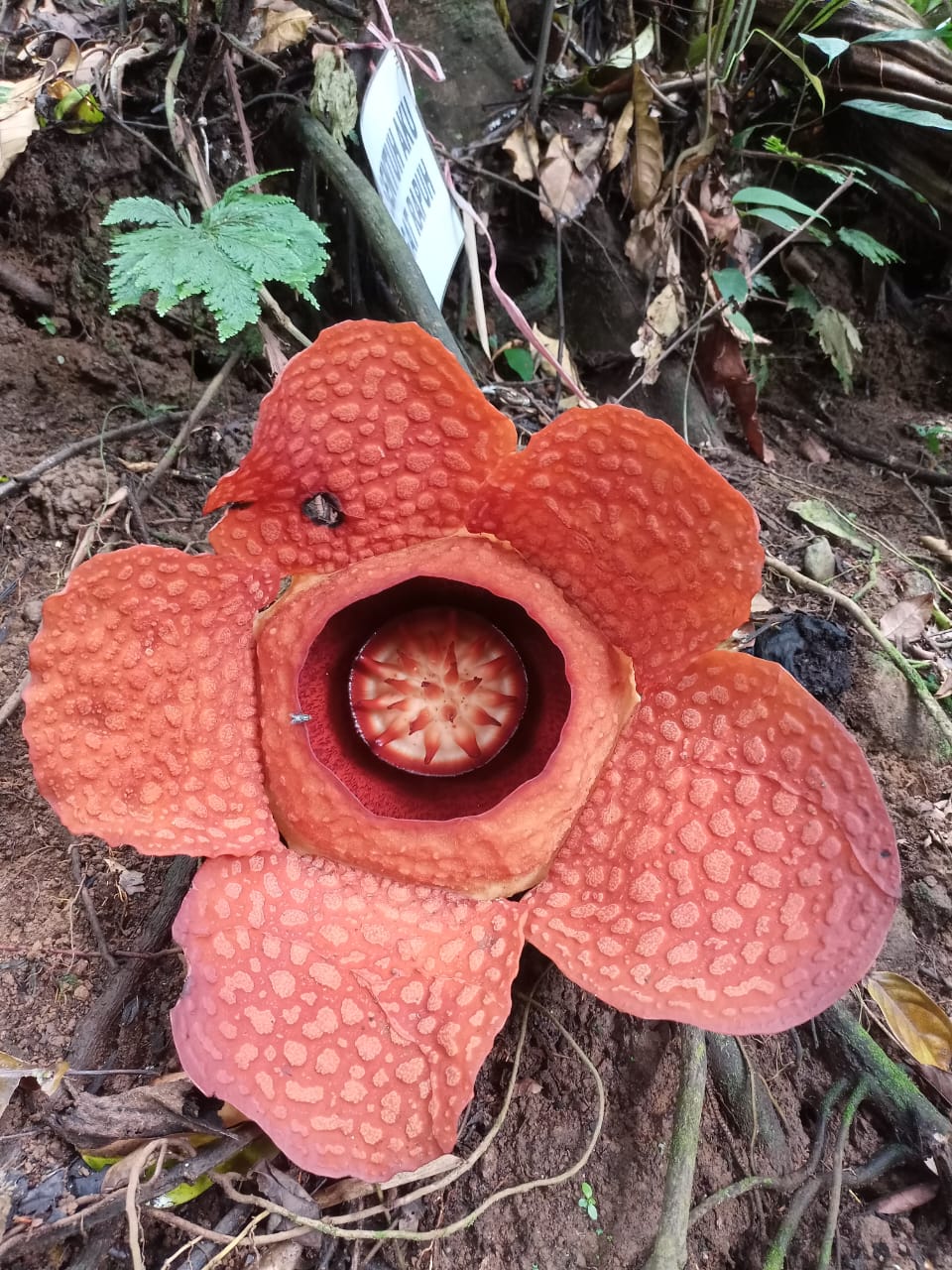Bunga Rafflesia Gadutensis Mekar di Palak Siring Kemumu, Bengkulu Utara 